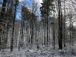 Snowy trees