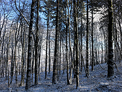 Rowberrow Warren Forest