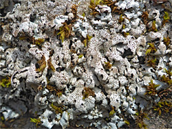 Salted shield lichen