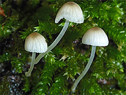 Bark bonnet