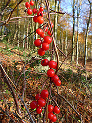 Red berries