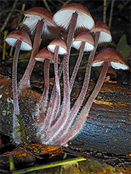 Burgundydrop bonnet