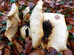 Dryad's saddle