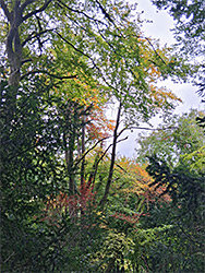 Early autumn