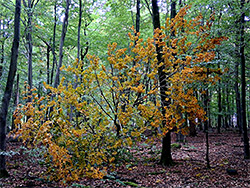 Fallen branch