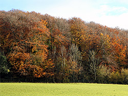 Field and forest