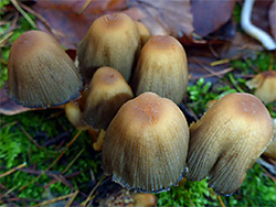 Glistening inkcap