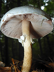 Wood mushroom