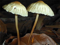 Pearly parachute