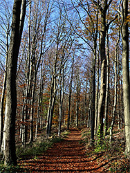 Trees along a path