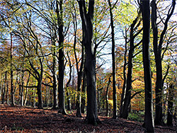 Mature beech trees