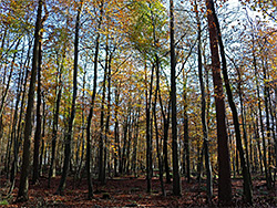 Trees in the plantation