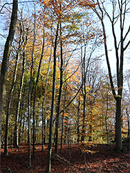 Orange leaves