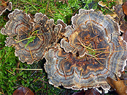 Turkey tail