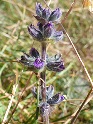 Whorled flowers