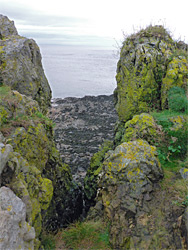 Green lichen