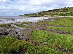 Muddy shoreline