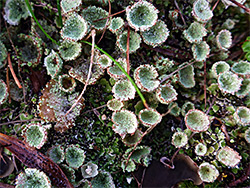 Trumpet lichen