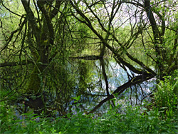 Pond and trees