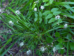 Small flower clusters