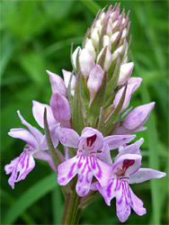 Common spotted orchid