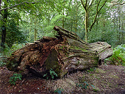 Ancient tree trunk