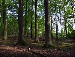 Sun on beech trees