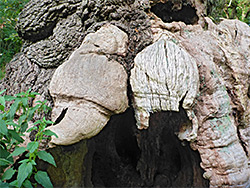 Cavity of the Big Belly Oak