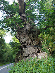 Big Belly Oak - south