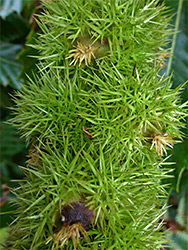 Chestnut spines