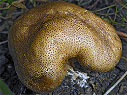 Common earthball