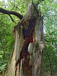 Reddish wood of a dead tree
