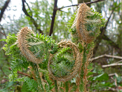 Ferns