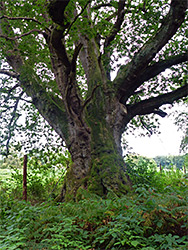 Oak at the forest edge