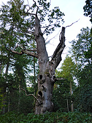 Mostly dead oak