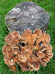 Stump and giant polypore