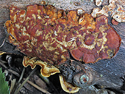 Hairy curtain crust