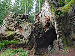 Hollow oak base