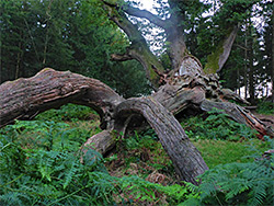 Fallen branches