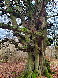 Knobbly beech