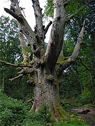 Large beech tree