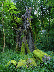 Four mossy logs