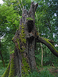 Mossy dead tree