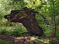 Fallen oak branch