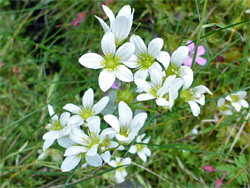 Five-petalled flowers