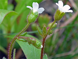 Two flowering stalks