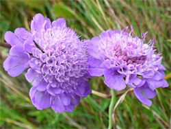 Purple flowers