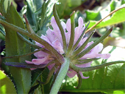 Hairy stem and bracts