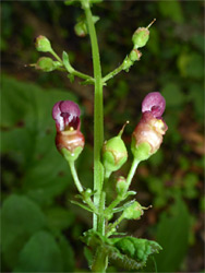 Water figwort