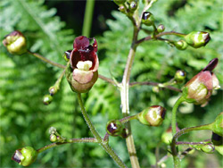 Reddish brown flowers